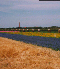 Leuchtturm und Blumenfelder